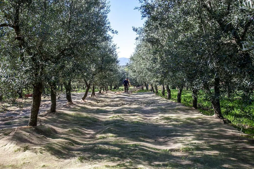 Azienda Agricola Palaia Villa Pelago 0*,  Italy